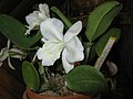 Cattleya walkeriana alba colour