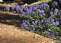 Ceanothus parviflorus, Tuolumne Grove