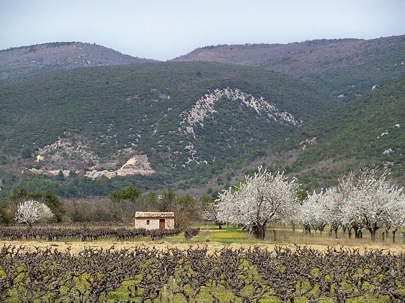 File:Ceriseraie et vigne au petit clément.JPG