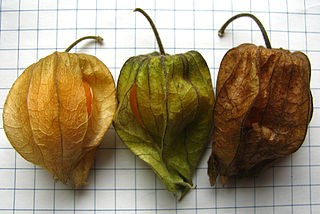 <i>Physalis heterophylla</i> Species of flowering plant