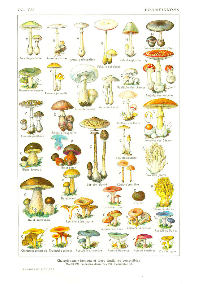 Champignon — Wikipédia