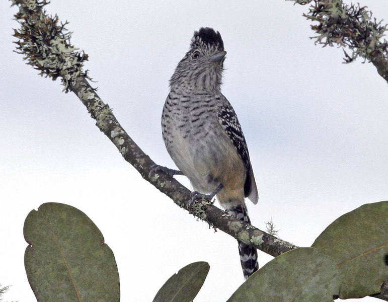 File:Chapman's Antshrike, male (530829149).jpg