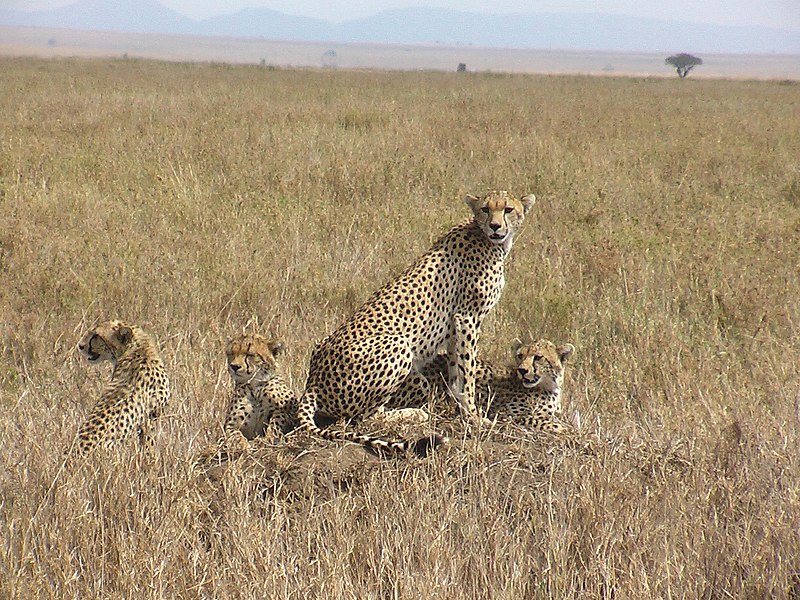 File:CheetahFamilie.JPG