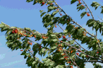 Cherry tree moving in the wind 1.gif