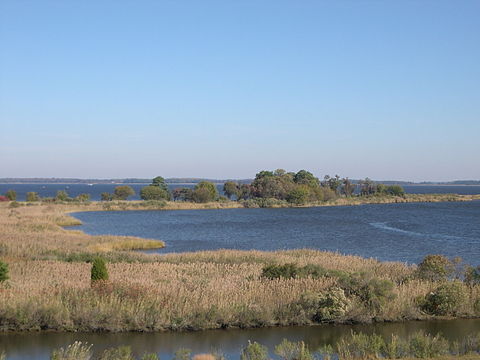 Tidal wetlands of the Chesapeake Bay, the largest estuary in the nation and the largest water feature in Maryland