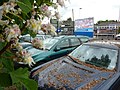 Chestnut flowers, Totnes Station car park - geograph.org.uk - 2643307.jpg