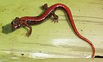 Thumbnail for Pygmy splayfoot salamander