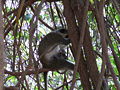 Grüne Meerkatzen Green Monkey