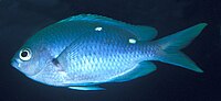 Miniatura per Chromis dispilus