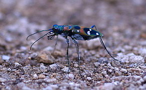 Cicindela japonica