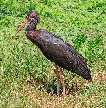 Ciconia abdimii