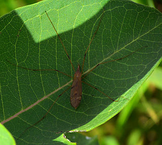 <i>Cladura flavoferruginea</i> Species of fly