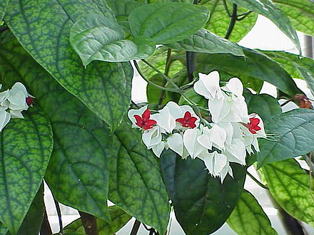 Растение с бело красными цветами. Clerodendrum thomsoniae Balf.f.. Клеродендрум Томпсона листья. Клеродендрум желтый. Клеродендрум мраморность листьев.