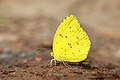 * Nomination Close wing Mud puddle of Eurema hecabe (Linnaeus, 1758) - Common Grass Yellow --Sandipoutsider 08:12, 7 March 2024 (UTC) * Decline  Oppose unsharp --Nikride 18:38, 14 March 2024 (UTC)