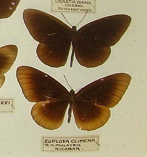 <span class="mw-page-title-main">Nicobar crow</span> Species of butterfly