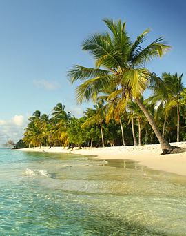 Cocotero en Cayo Sombrero.jpg