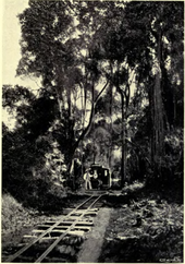 Railway in the coffee plantation