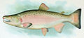 Coho Salmon Breeding Male.jpg
