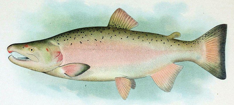 File:Coho Salmon Breeding Male.jpg