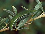 Colias myrmidone – Raupe