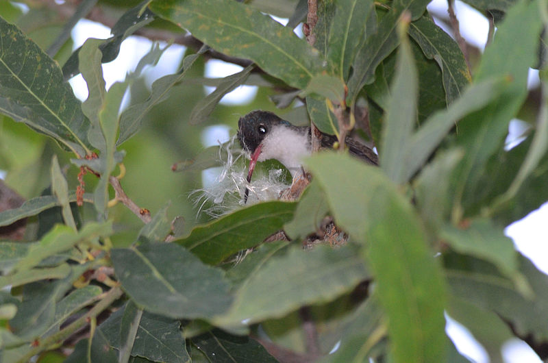 File:Colibrí Corona Violeta, Violet Crowned Hummingbird (9541365843).jpg