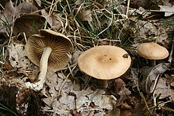 Plaukuotpėdė plempė (Collybia peronata)