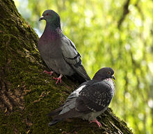 Les populations férales de Pigeon biset forment l'autre espèce actuelle de Columbidae présente à Madère, où ils sont allochtones.