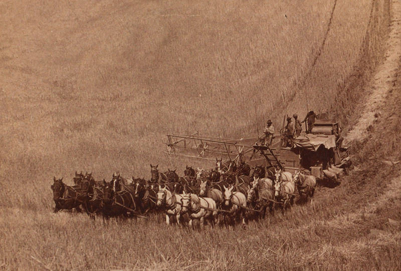 File:Combine harvester pulled by 33 horses, Walla Walla, ca. 1902 c.jpg