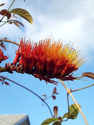 <i>Combretum rotundifolium</i> Species of flowering plant