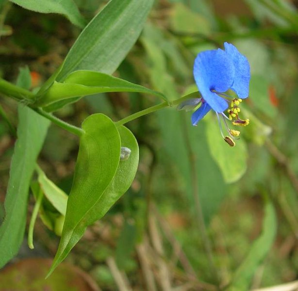 File:Commelina.jpg