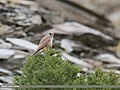 Common Kestrel (Falco tinnunculus) (49953953246).jpg