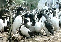 Common Murres nesting on Duck Island.jpg