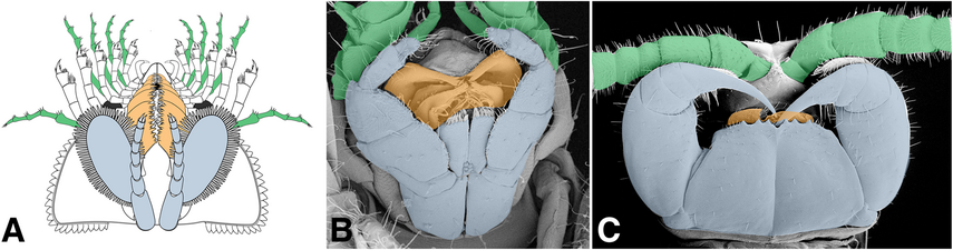 ハベリア（A）と大顎類（B：甲殻類等脚類、C：多足類ムカデ）における頭部付属肢の収斂。緑色は感覚器（ハベリアの第2-6付属肢外肢、大顎類の触角）、オレンジ色は咀嚼器（ハベリアの第2-6付属肢顎基、大顎類の大顎と小顎）、水色は補助器（ハベリアの頭部第7付属肢、大顎類の顎脚（B）と顎肢（C））を示す。