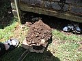 Compost made from faeces and kitchen waste (2947143382).jpg