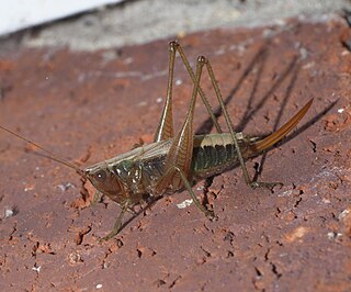 <i>Conocephalus nemoralis</i> Species of cricket-like animal