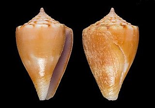 <i>Conus troendlei</i> Species of sea snail