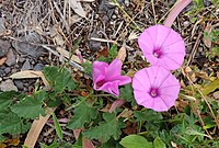 Convolvulus althaeoides