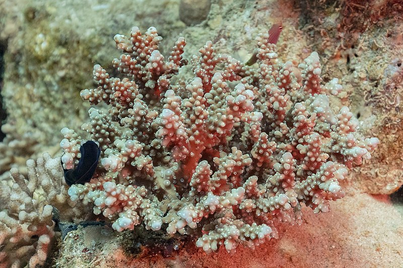 File:Coral (Acropora hemprichii), parque nacional Ras Muhammad, Egipto, 2022-03-27, DD 11.jpg