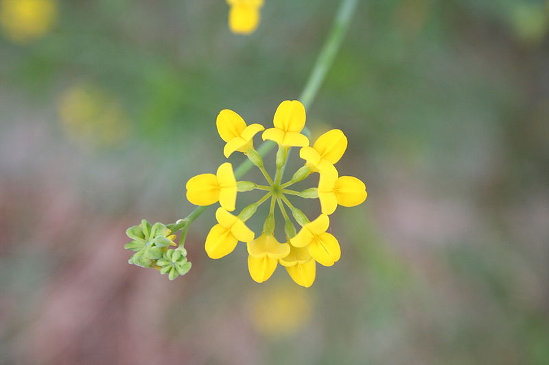 File:Coronilla minima 2.JPG