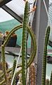 Corryocactus serpens FR1302