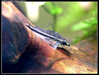 Pygmy corydoras species of catfish