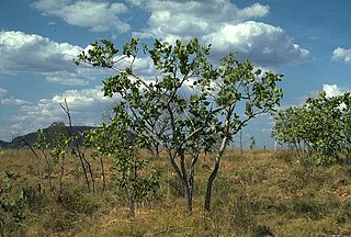 <i>Corymbia abbreviata</i> Species of plant