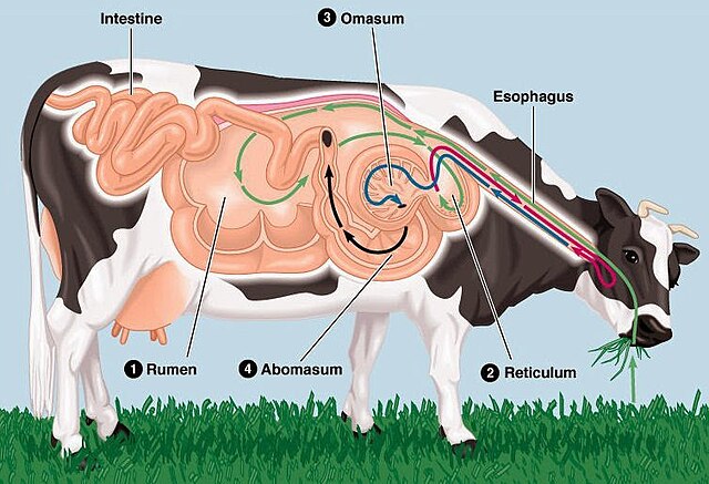 Vache : taille, description, biotope, habitat, reproduction