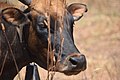 Cows in Zambia 18.jpg