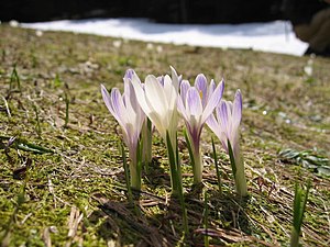 Крокус весенний (Crocus vernus subsp. Albiflorus)