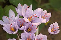 Crocus pallasii