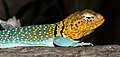 * Nomination Common collared lizard; Wilhelma, Stuttgart --Llez 05:05, 23 October 2023 (UTC) * Promotion  Support Good quality. --Plozessor 05:24, 23 October 2023 (UTC)