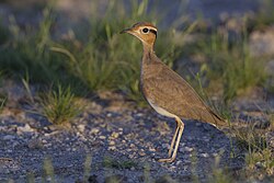 Cursorius rufus - Etosha 2014.jpg