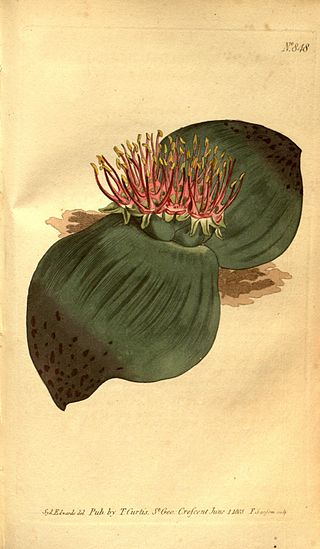 <i>Massonia depressa</i> Species of flowering plant