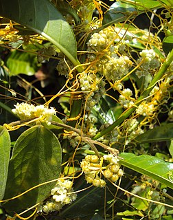 <i>Cuscuta chinensis</i> Species of flowering plant